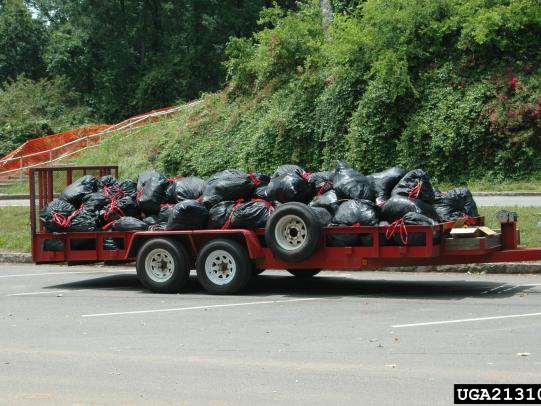 Many garbage bags full of invasive plants on trailer