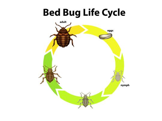 Diagram of bed bug life cycle