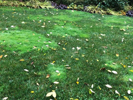 Bentgrass patches in lawn