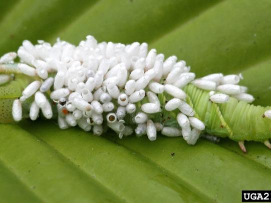 Braconid wasp eggs on outside of moth larvae