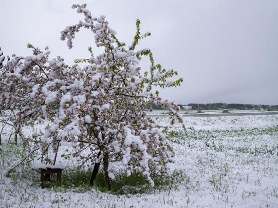 Apple tree with snow on flowers