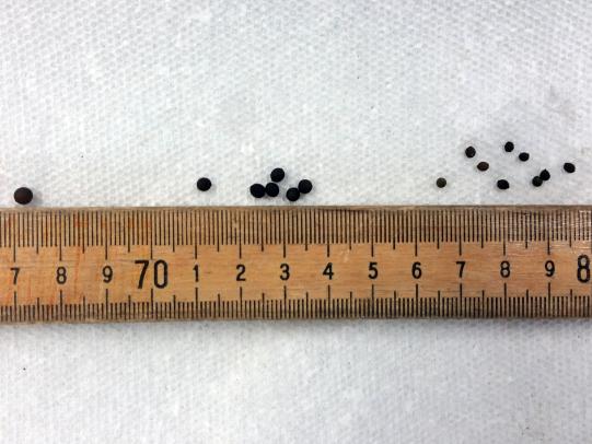 Small cocoons next to a ruler
