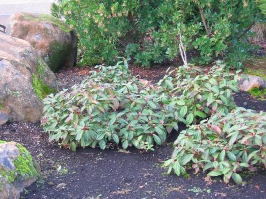 Compost mulch with weeds growing in it
