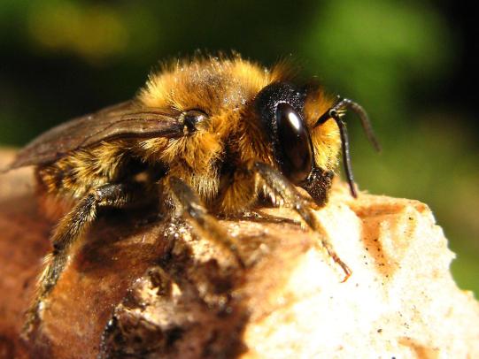 Megachile spp. bee