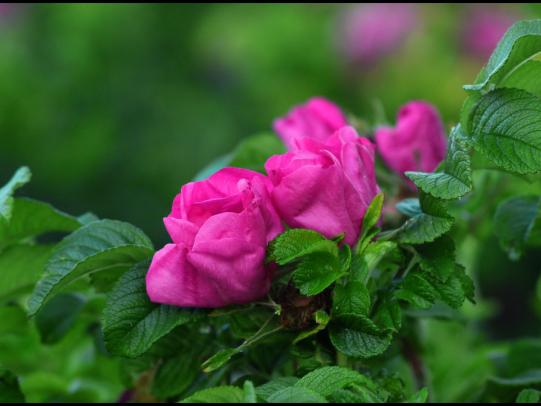 Rugosa rose flowers and leaves