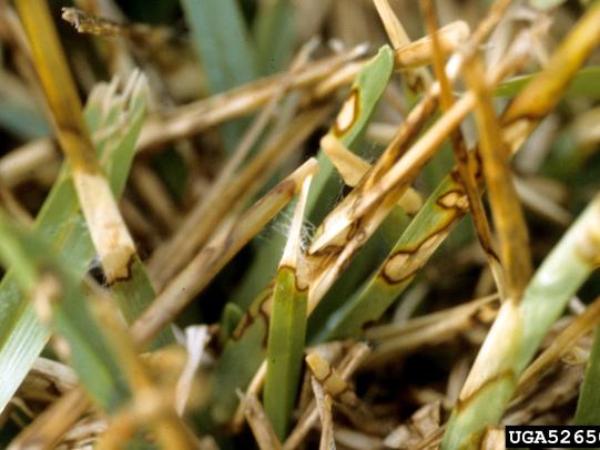 Dollar spot symptom on grass blades