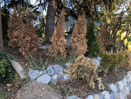 Newly installed landscape plants showing signs of drought stress
