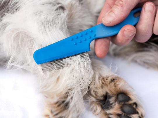 Person using flea comb on pet