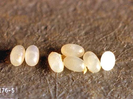 Cat flea eggs