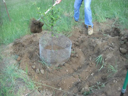Fruit tree with roots in wire basket to keep out gophers