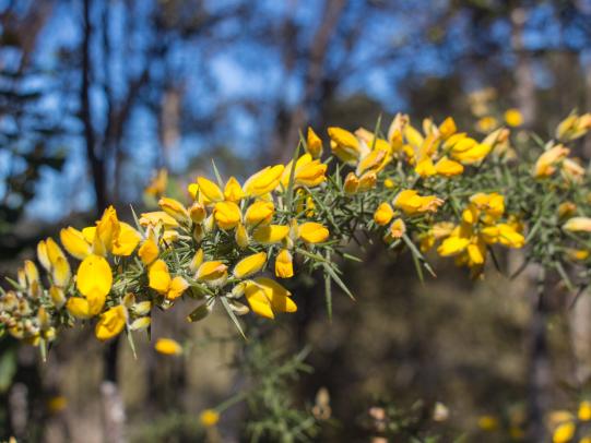Gorse stem with spines and yellow flowers