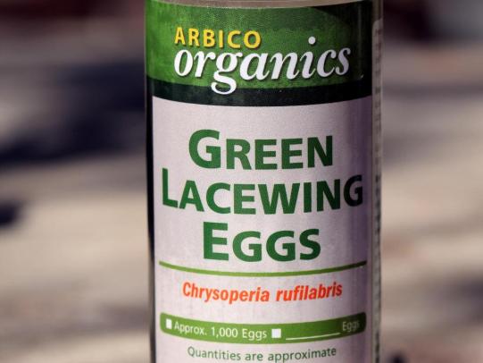 Container of green lacewing eggs