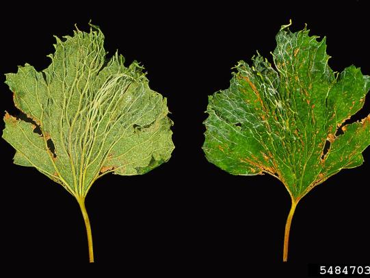 2,4-D damage to grape leaves