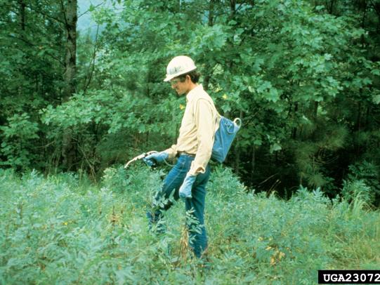 Worker spraying herbicide on 2-3 feet tall foliage
