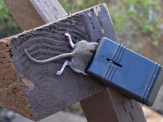 Dead rat in trap set on top of fence post and rail