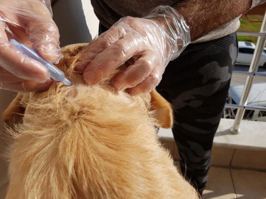 Worker applying topical flea medication to dog