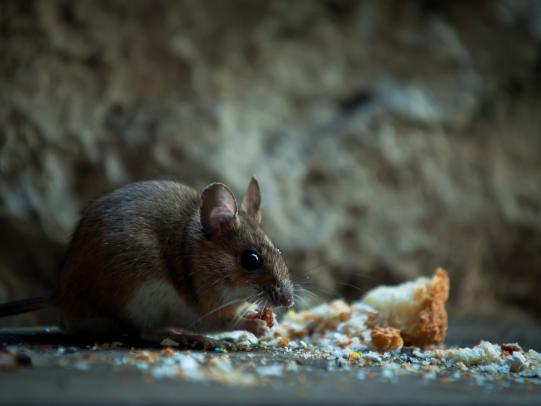 Mouse eating food in dark area