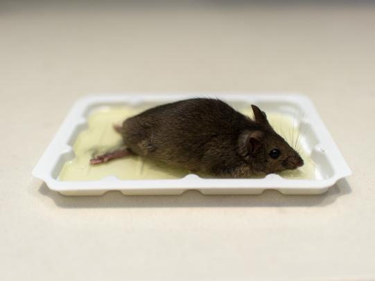 A live mouse trapped in a glue trap