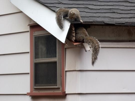 Squirrels accessing structure trough damaged facia