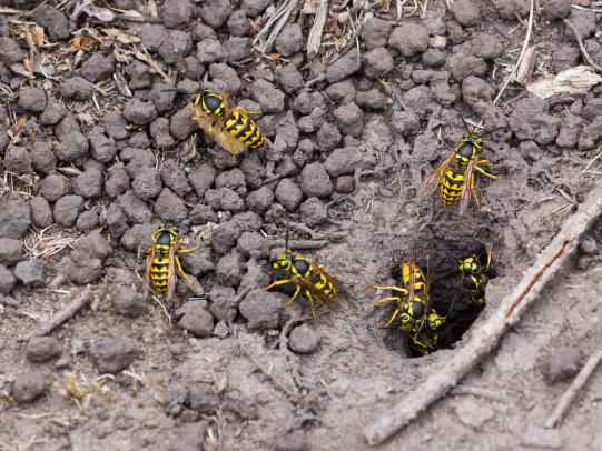 Yellowjacket nest entrance in ground