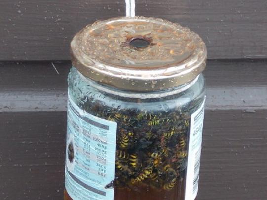 Home-made trap for yellowjackets