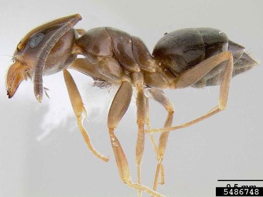 Odorous house ant