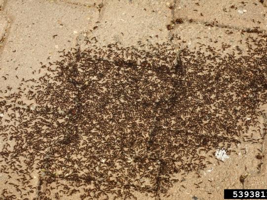 Many pavement ants on patio