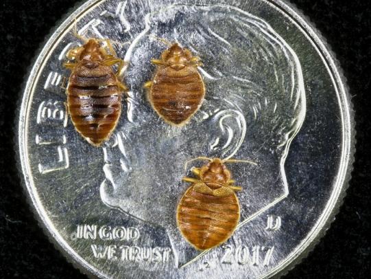 Adult bed bugs on a dime for size comparison