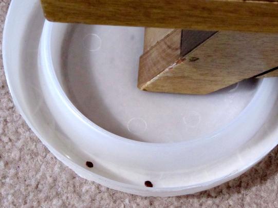 Bed bug trap with captured insects