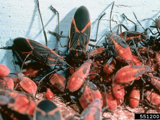 Boxelder bugs on wall