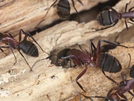 Carpenter ants on decayed wood