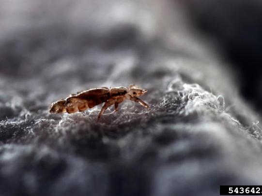 Lice adult on fabric