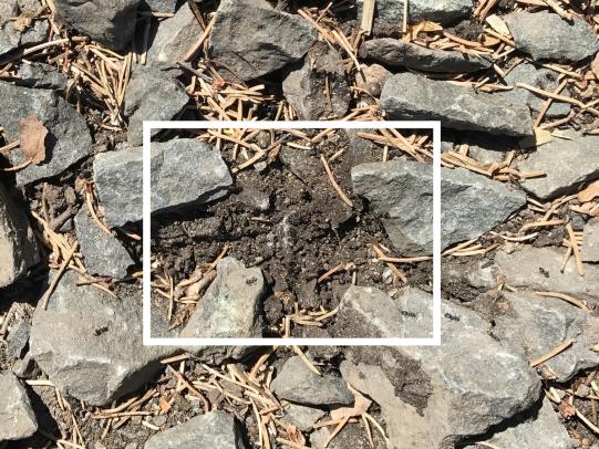 Odorous ant nest