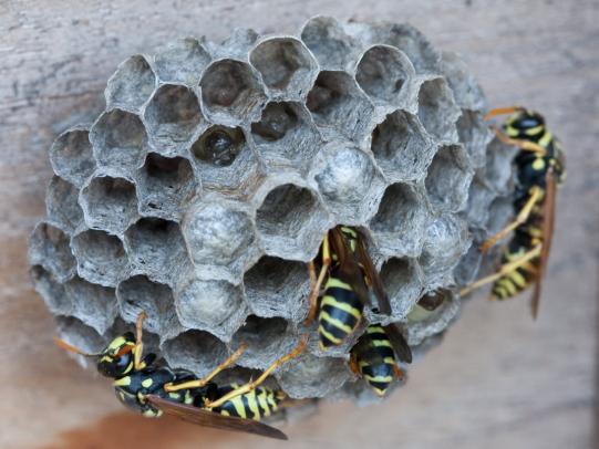 Paper wasp nest with wasps