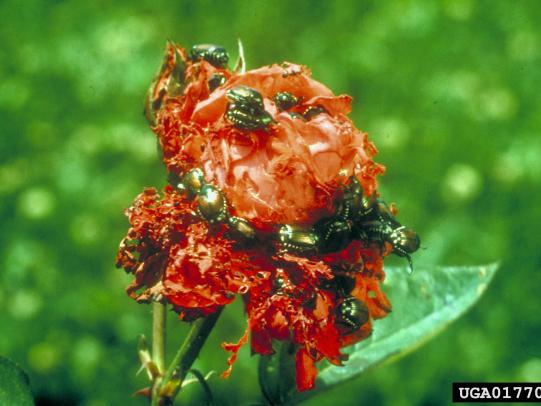Japanese beetles feeding on a rose flower