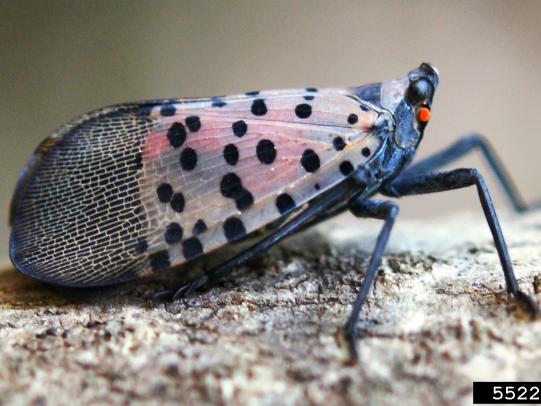 Spotted lanternfly adult