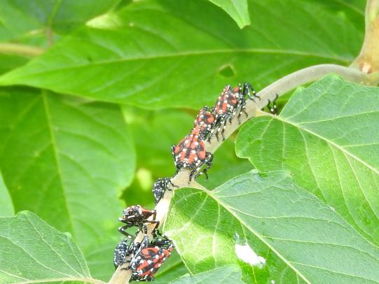 Spotted lanternfly nymphs on tree-of-heaven