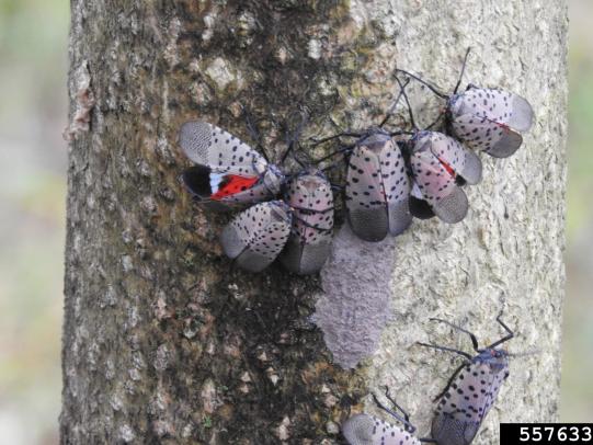 Spotted lanternfly group