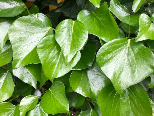Many rounded ivy leaves