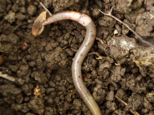 Jumping worm and soil clumps