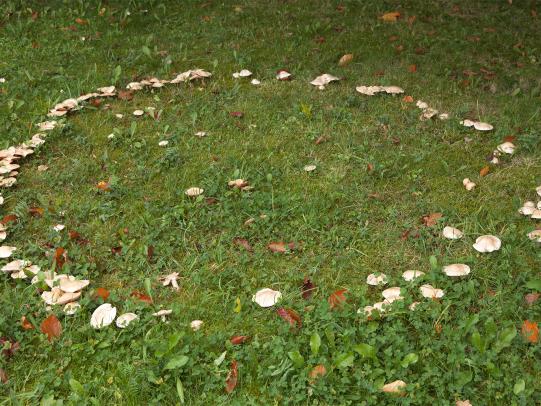 Mushrooms growing in a circle in lawn