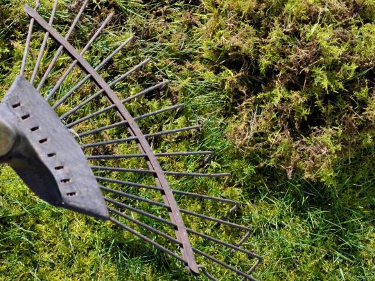 Metal rake with pile of moss removed from lawn