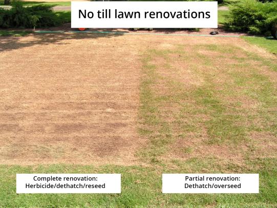 Photo contrasting two methods of no till lawn renovation.