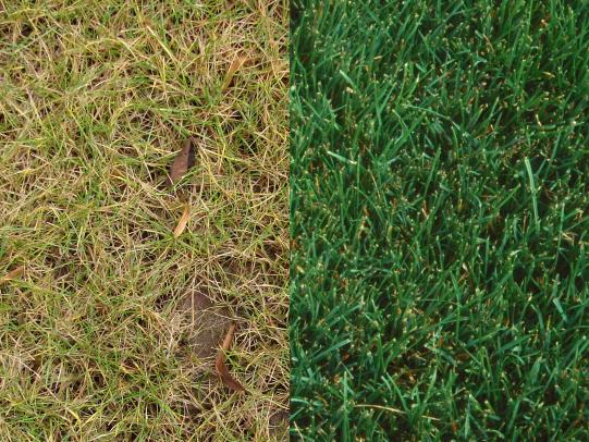 Side-by-side photo showing sparse lawn and dense lawn