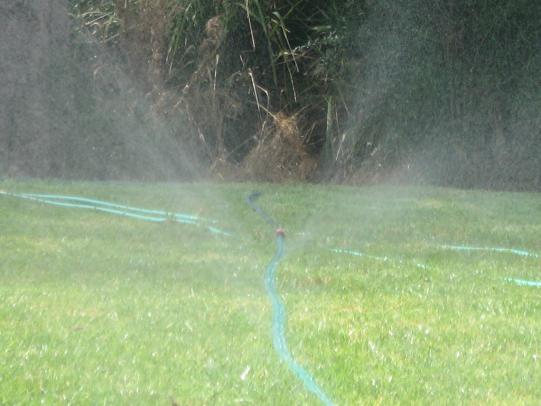 Sprinkler attached to hose watering lawn