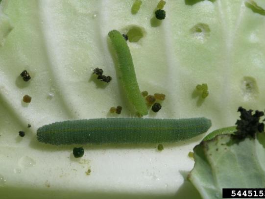 Imported cabbage moth larvae on leaf