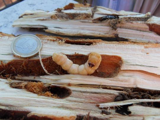 Longhorned beetle larvae and damage to wood with a quarter for size comparison