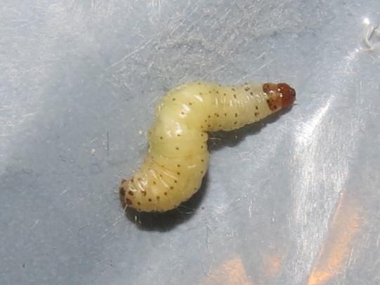 Meal moth larvae