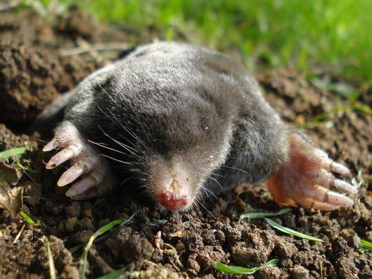Mole emerging from mound