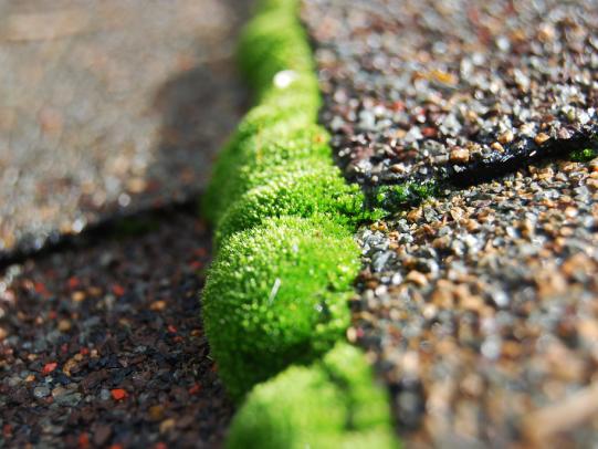 Moss growing in asphalt shingle seam